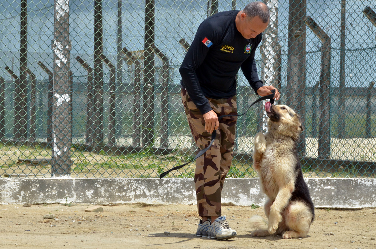 ALIADO IMPORTANTE Novos cães fortalecem a segurança nos presídios alagoanos