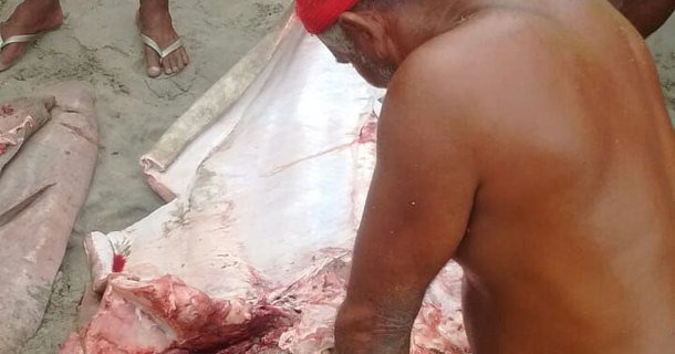 TABUBA [Vídeo] Pescadores matam tubarão na Barra de Santo Antônio