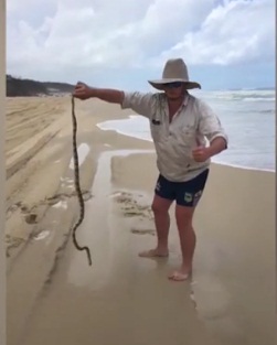 Vídeo mostra homem com cobra altamente venenosa em praia