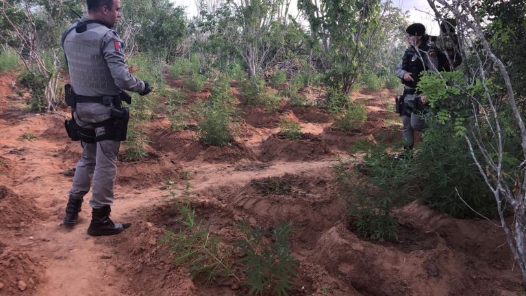 Após troca de tiros com traficantes, polícia aprende duas toneladas de pés de maconha em Mata Grande