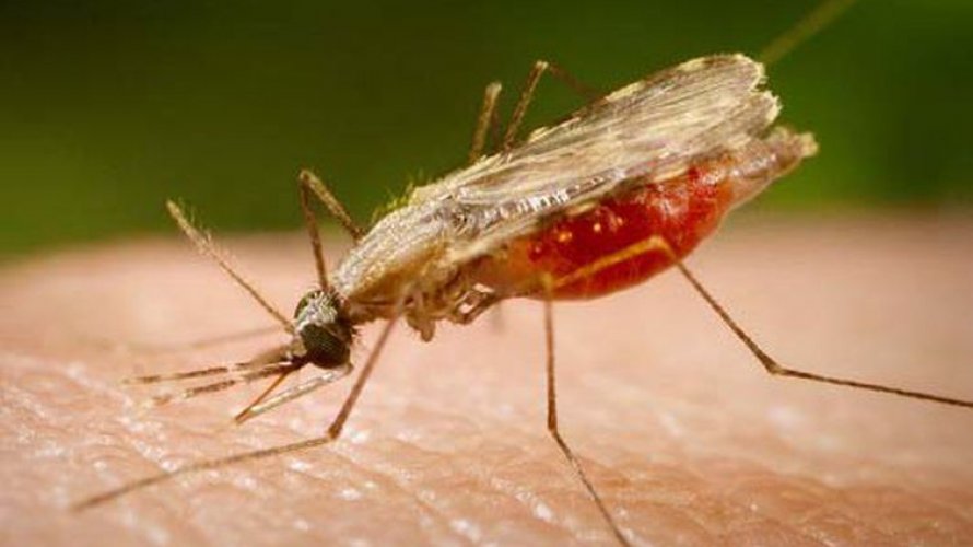Pesquisa indica possibilidade de barrar transmissão da malária no país