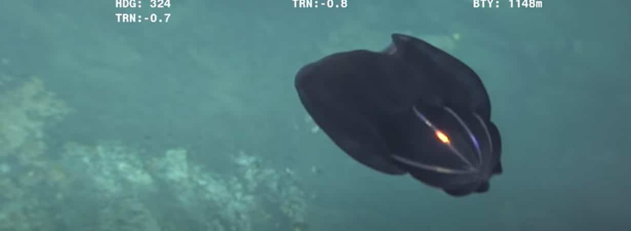 Criatura marinha se despedaça em frente às câmeras e intriga internautas; confira o vídeo