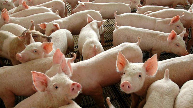 Pesquisadores criarão porcos para transplante de coração em humanos