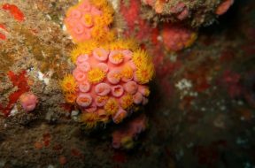 coral-sol-especie-invasora-e-identificada-em-alagoas-e-pode-causar-impactos-na-pesca-e-no-turismo