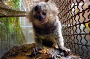 ima-e-sesau-alertam-sobre-risco-do-contato-humano-com-saguis